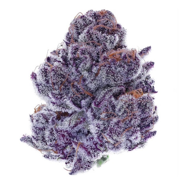 dank purple punch strain