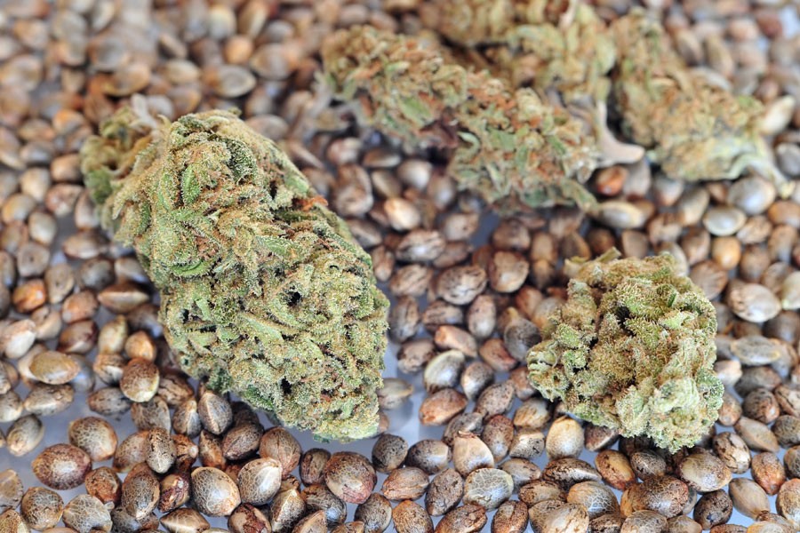 how-to-order-medical-marijuana-seeds-daily-nutrition-news